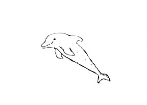 Dolphin-drawing-300x214