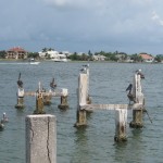 Stubby-the-Pelican-and-Friends-real-150x150