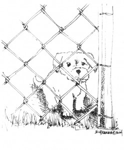 dog_fence