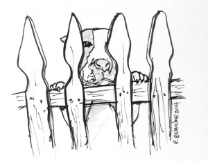 dog_fence2