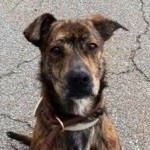 frankie_dog_tortorella_sq frankie_dog_tortorella_sq