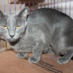 Anastasia Up for Adoption