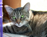 Blossom Blossom needs a loving home.