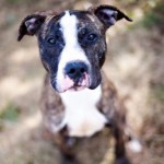 BookerDOG Booker needs someone to take him home.