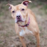 Cassie I need a loving home!