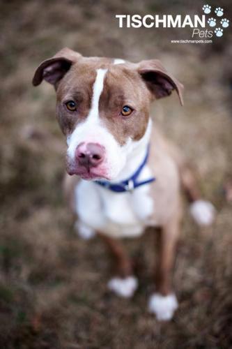 Shelby Was Adopted!