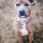 Sherman would love to walk with YOU!