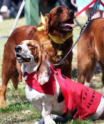 2013 SPCA of Westchester, NY Walkathon and Pet Fair