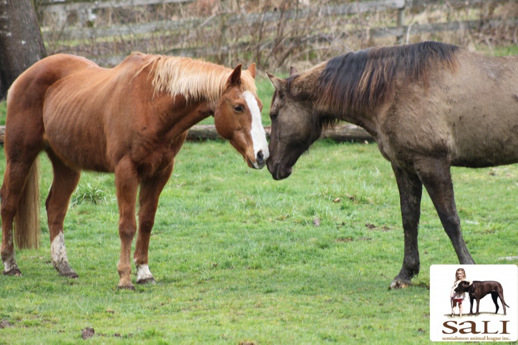 Chase and Badger met for the first time at SALI'S FARM and was captured on camera.