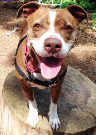 Brenda, pictured, is available for adoption at the SPCA of Westchester in NY. 