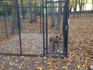 Pictured is an outdoor kennel, purchased by Suruluna with help from the Tortorella Family. Suruluna is an organization that's goal is the take hard-to-place shelter dogs and spend more one-on-one time training and playing to prepare them for a new home!