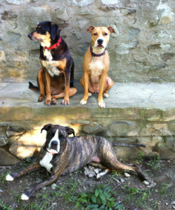 Suruluna is located on seven acres in Hudson Valley. Pictured here are the founding dogs! (Photo courtesy of Suruluna.org)