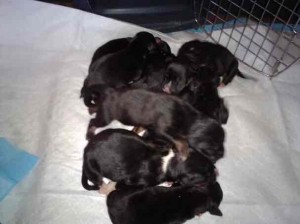 9 TWO DAY OLD PUPS
