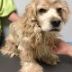 This sweet dog was treated at Save Ohio Pets vet clinic in May. He was sent to Rascal Animal Hospital for further treatment and it on the road to recovery.