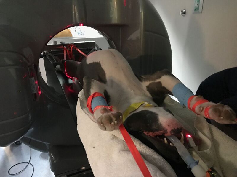 The Rascal Animal Hospital's new CT scanner will help many animals, this is just one of the first, who underwent a CT scan as the hospital staff was training to use it. 
