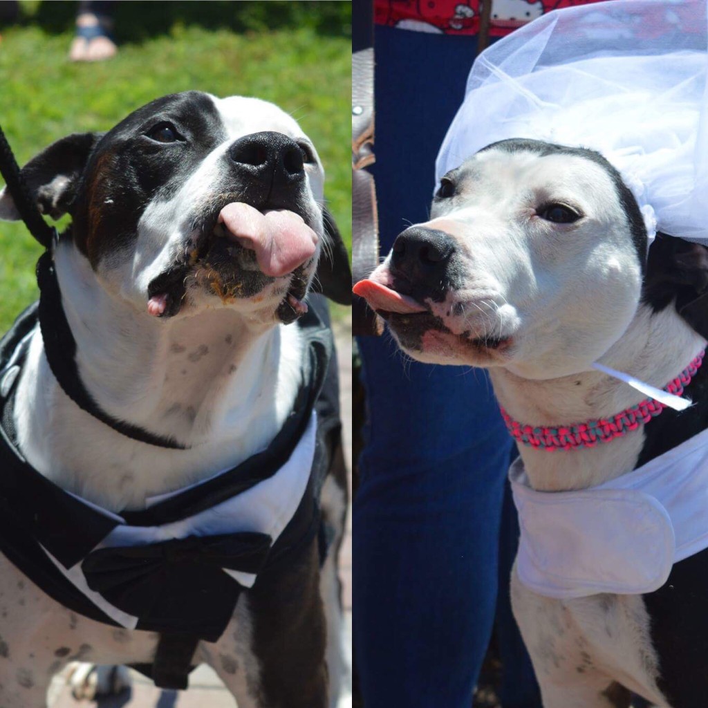 Rockie and his new bride at a fundraiser to help Rockie get a medical diagnosis for his seizures.