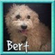 Bert dog rescued by Red Barn