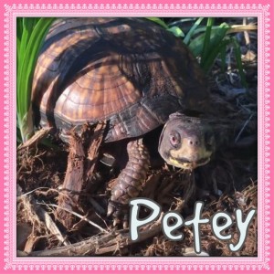 Petey - turtle at the sanctuary via NC Dog Rescue
