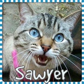 Sawyer cat NC Dog Rescue - already adopted and walks on a leash