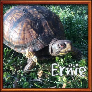 ernie - turtle at the sanctuary via NC dog rescue