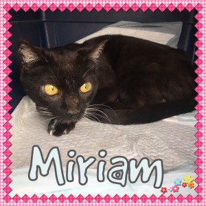 miriam - nc dog rescue