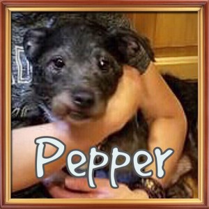pepper (dog) red barn