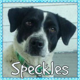 speckles - Red Barn, spayed and up to date on vetting
