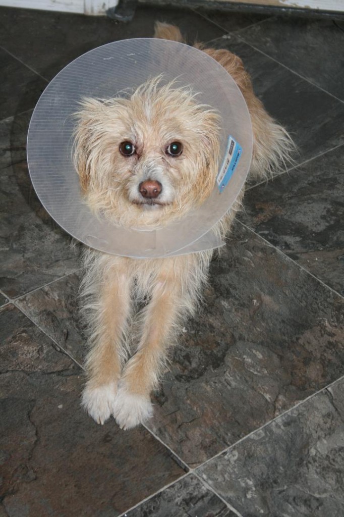 Ava (pictured) is one of many evacuated animals from the wildfires on the Pacific coast. 