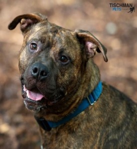 Lenny, another The Way Home dog also found a family to love.