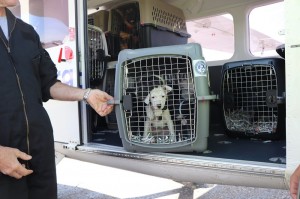 Pittsburgh Aviation Animal Rescue Team