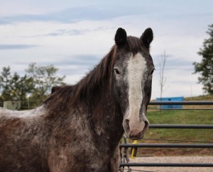 Chip was rescued by Bella Run Equine