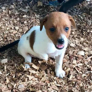 Sweet pup has a new lease on life thanks to Yellow Rabbit Animal Rescue