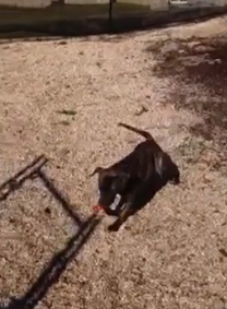 Dog Run Allows Leila To Play Outside!