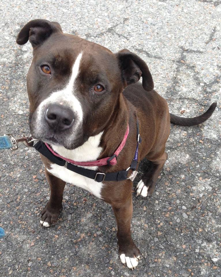 ADOPT ME? – Happy-Go-“Lucky” Pitty Is Ready For a Home!