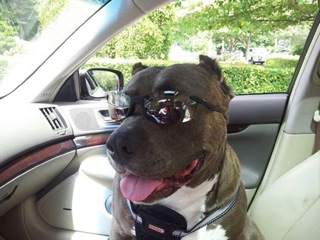 Happy Tails! Ulysses Found Happiness Riding Shotgun!