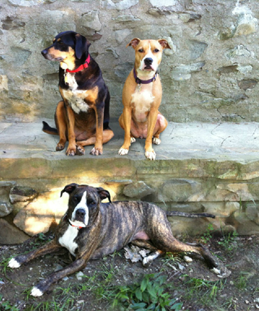 Suruluna Focuses Efforts On “Hard-to-Place” Dogs