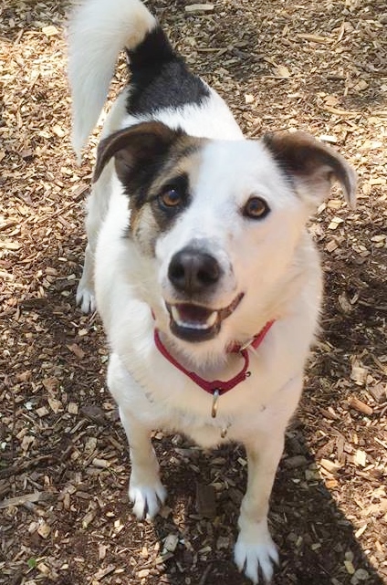 ADOPT ME? Milo is a Sweet, Happy Guy!