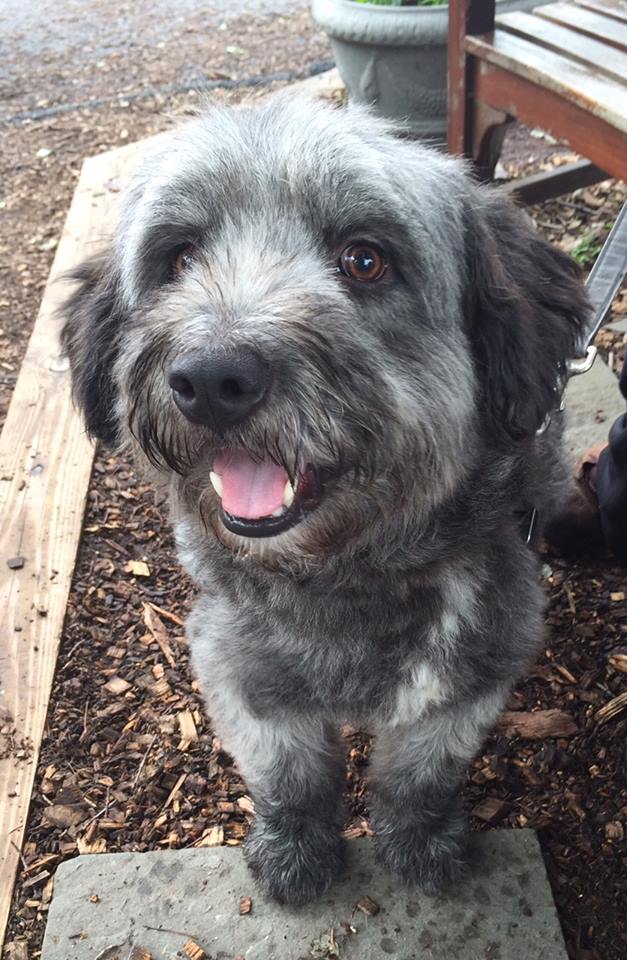 ADOPT ME? Fitz is a Big Fluffy, Lovable Terrier!