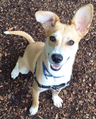 ADOPT ME? McCorkle is a lab/corgie w/ a BIG PERSONALITY!