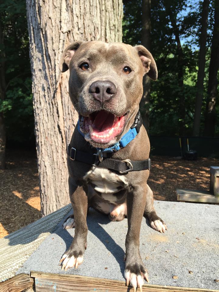 ADOPT ME? Spencer is “off-the-charts Adorable!”