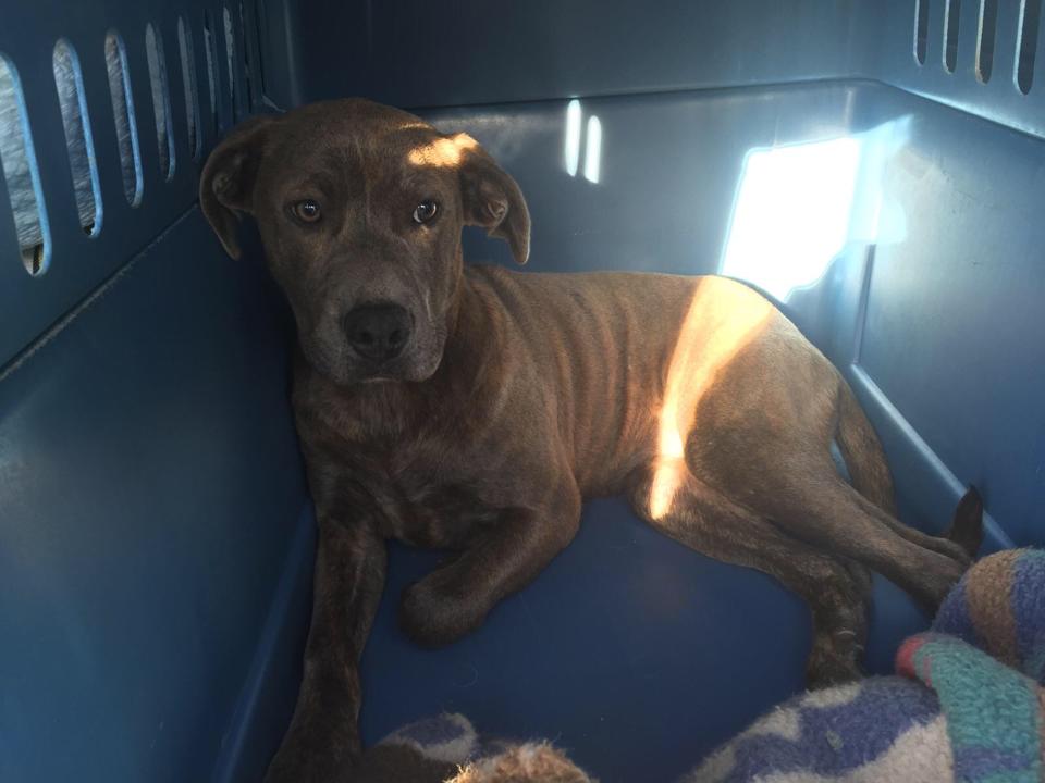 Bronx is Rescued, Needs Surgery to Save Leg
