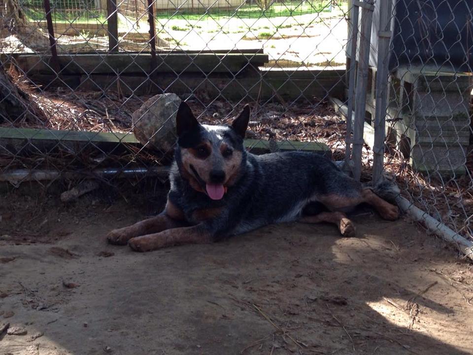 Buddy Loses Owner, Finds New Friends