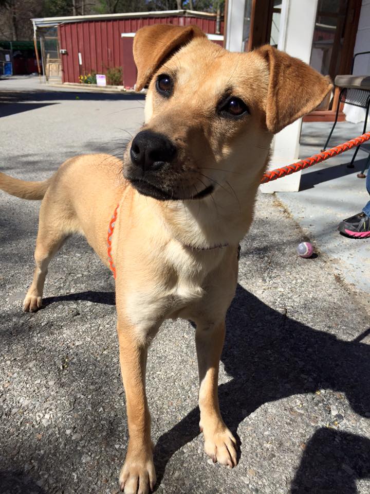 ADOPT ME? Lab Mix Has “Sunny” Disposition