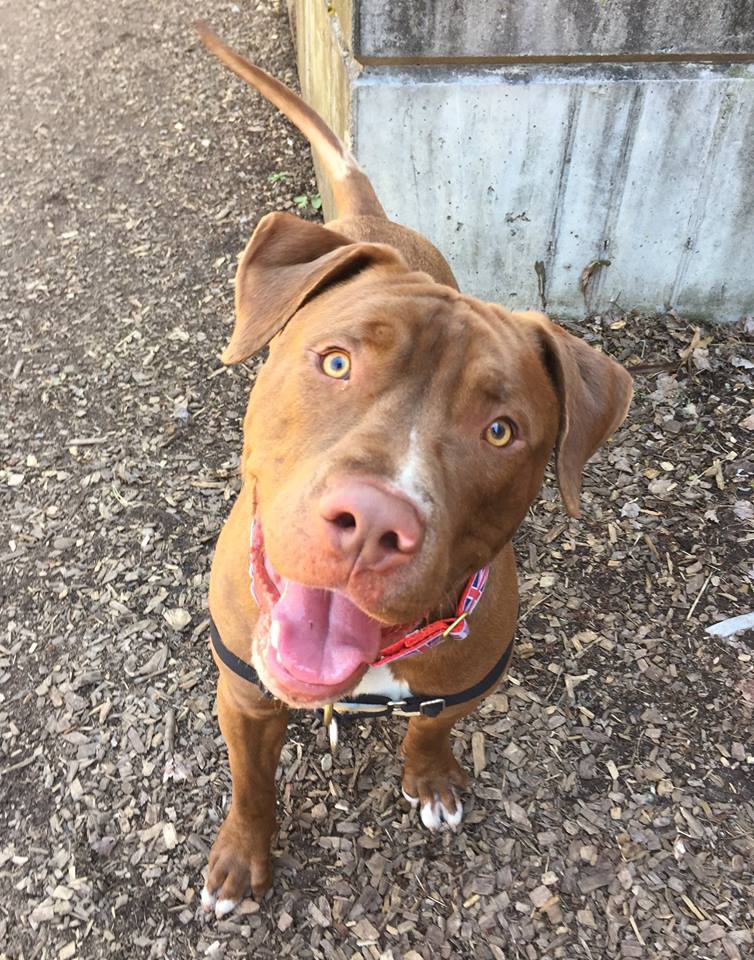 ADOPT ME? Zeus is a Big, Loveable Pit!