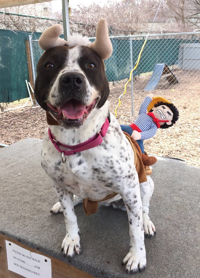 ADOPT ME? Cookie loves to Goof Around