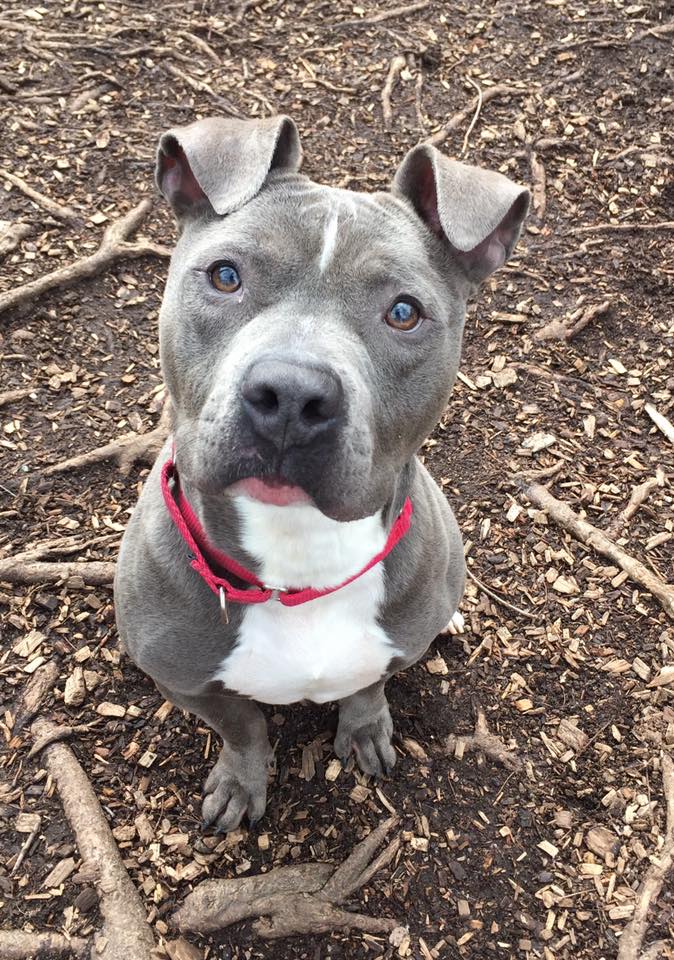 ADOPT ME? Joey is Simply Irresistible (Look at those Ears!)