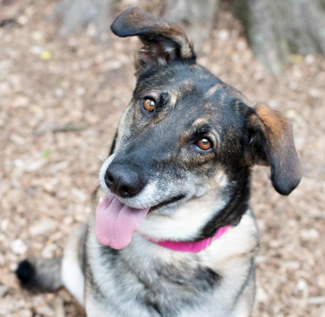 GREAT NEWS! Sheeba is full of personality & found her family