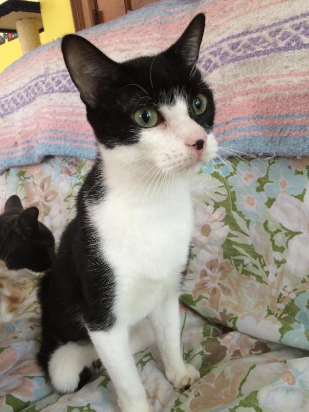 ADOPT ME? Bellona is a very special kitty!