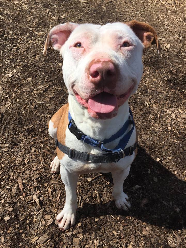 ADOPT ME? Johnny has a permanent smile on his face!