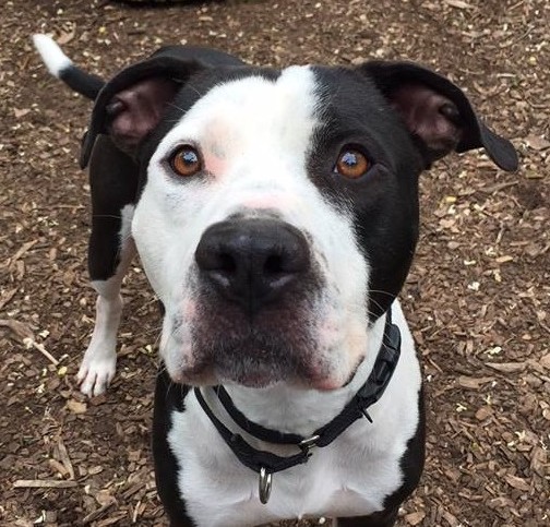 ADOPT ME? Petey Loves People & Dogs